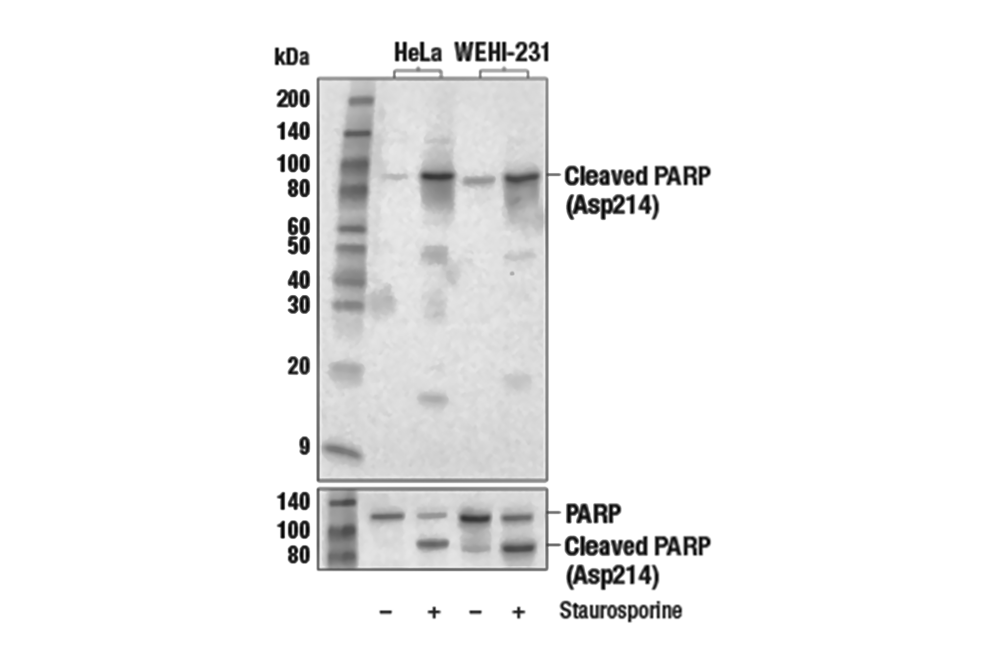 Misleading Apoptosis Detection Caused by Non-specific Antibody Binding