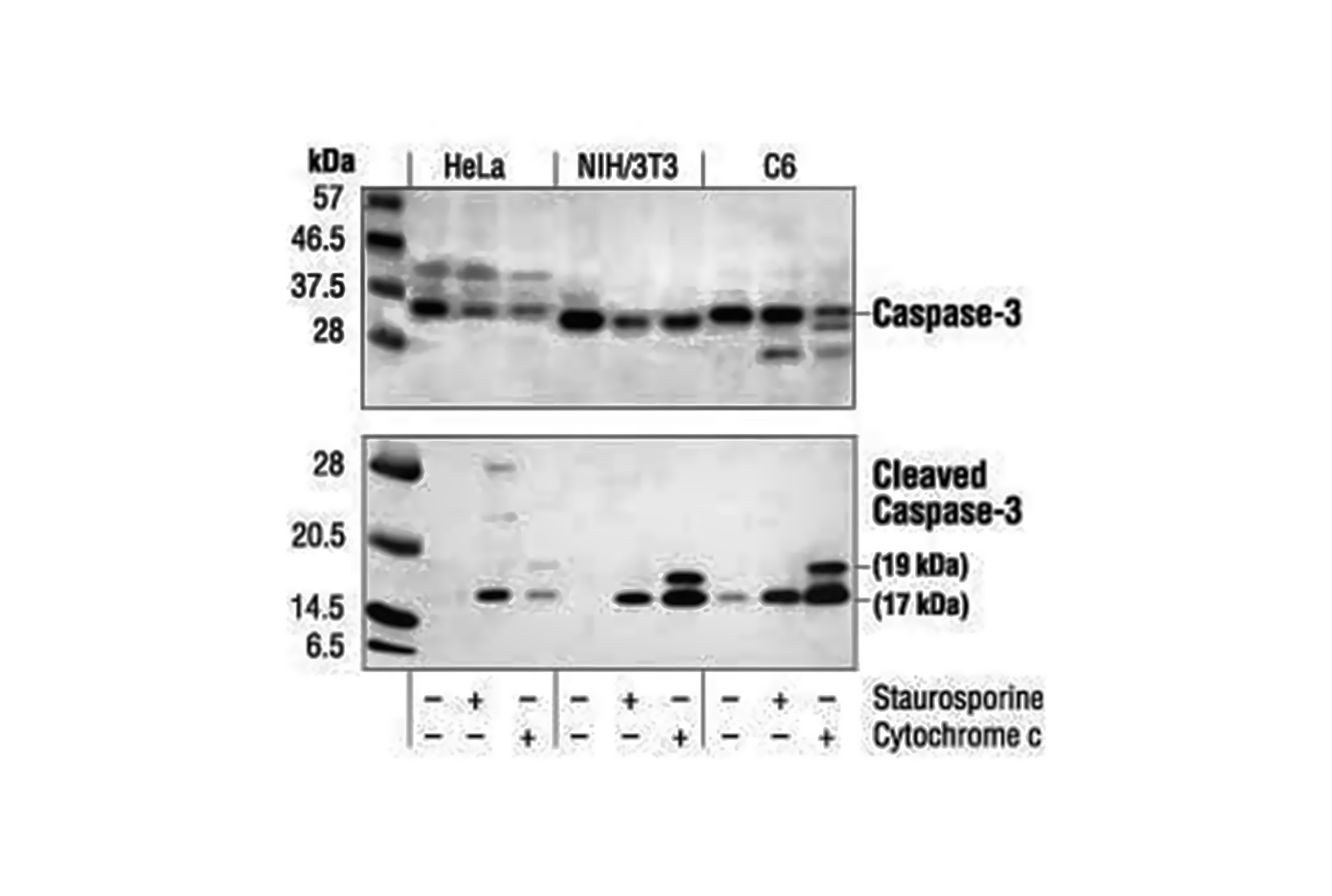 Comparison of Accurate and Misleading Apoptosis Detection in Western Blot